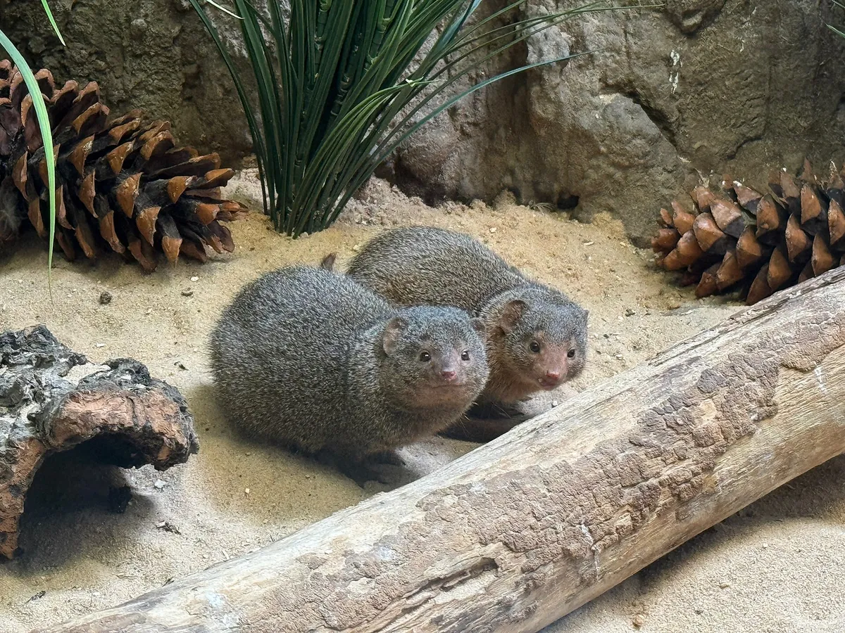 Prospect Park Zoo