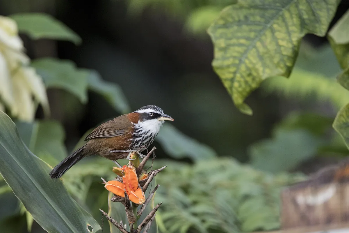 Fonghuanggu Bird and Ecology Park