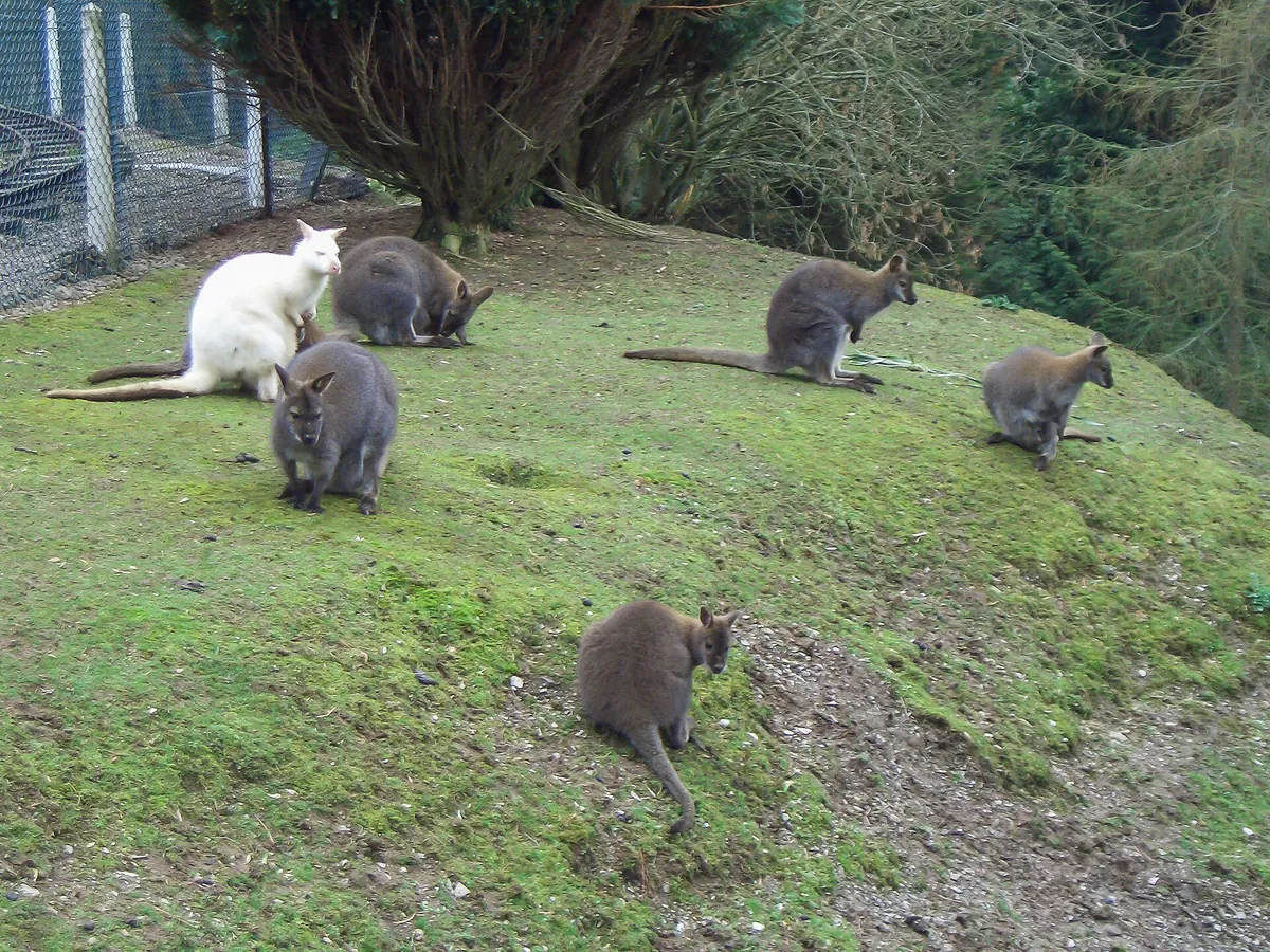 Combe Martin Wildlife and Dinosaur Park