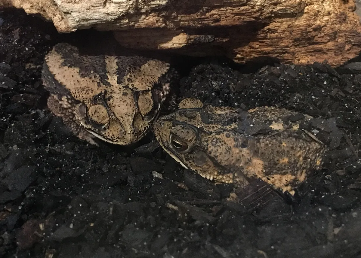 Audubon Aquarium & Insectarium