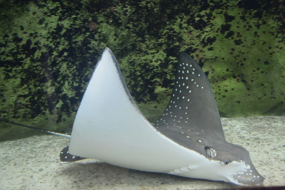 Sea Life Sydney Aquarium