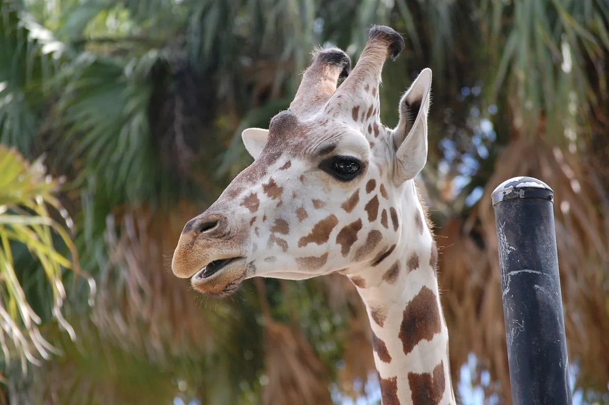 Naples Zoo