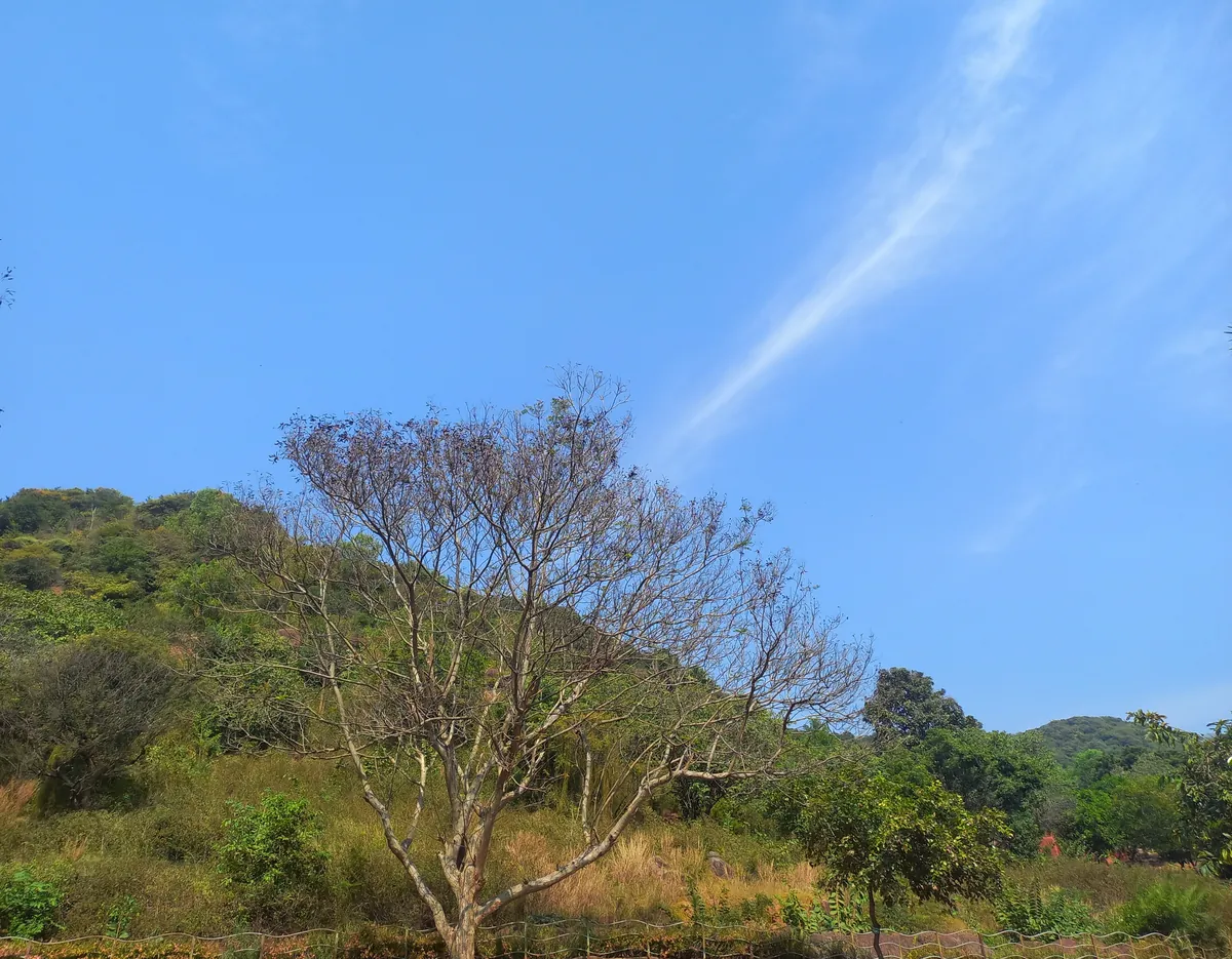 Indira Gandhi Zoological Park