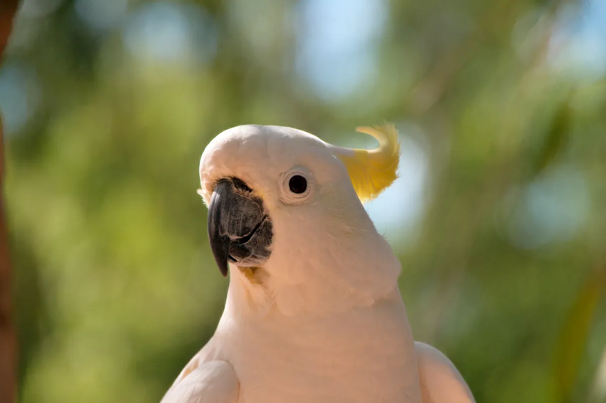 Billabong Sanctuary