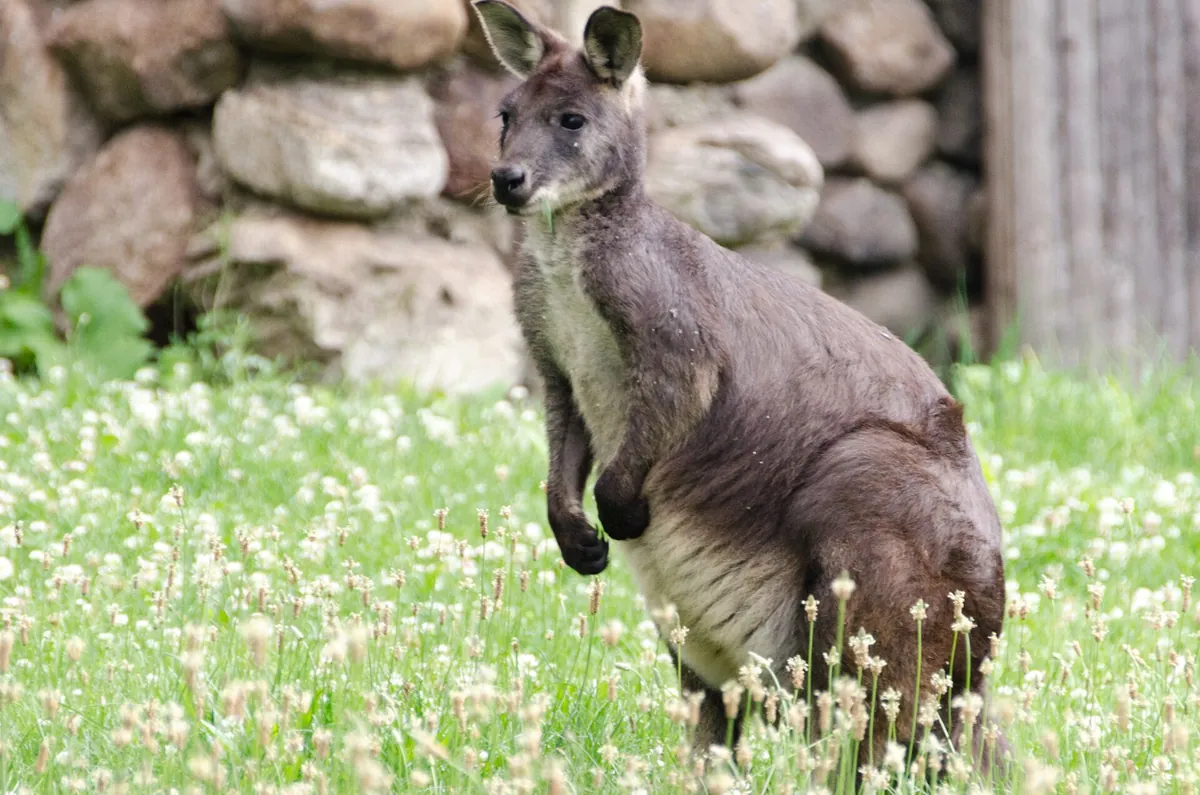 Racine Zoological Gardens