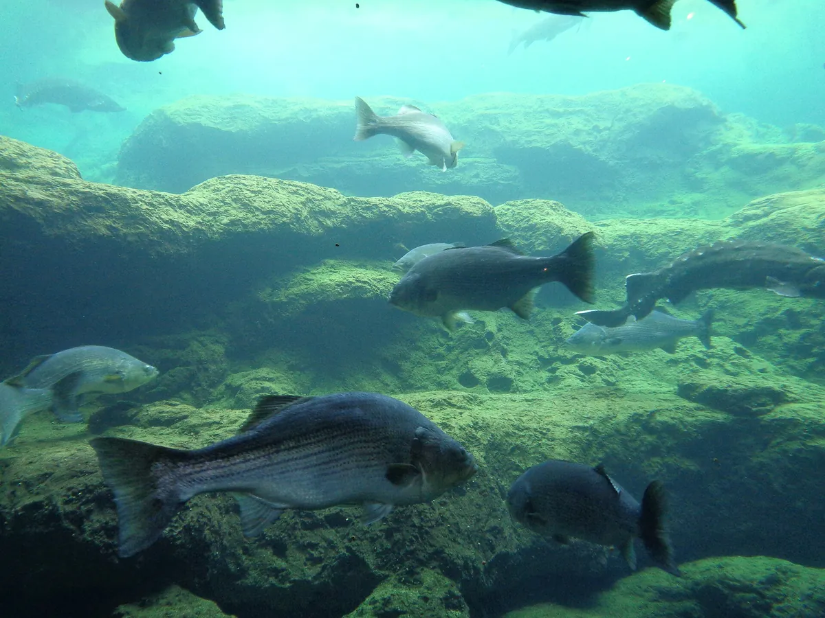 Flint RiverQuarium