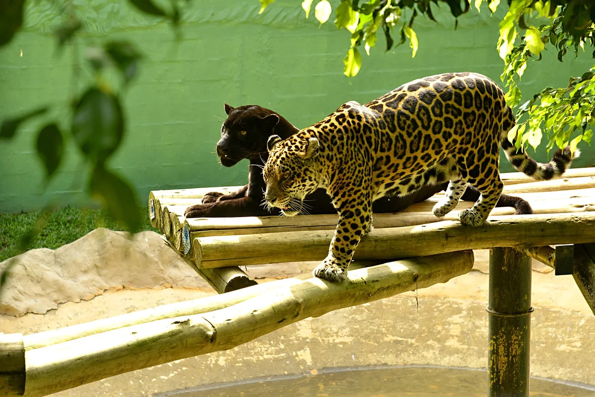 Zoo Pomerode