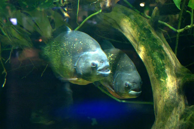 Deep Sea World