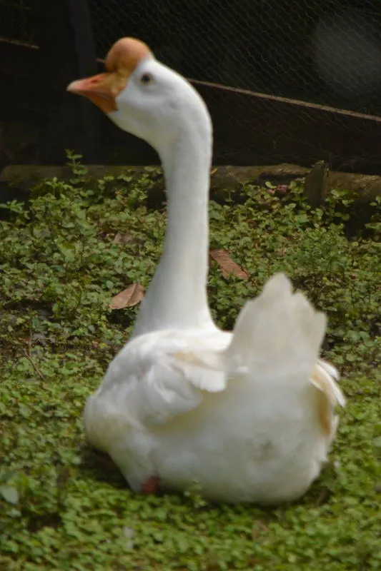 Parque Real De Aves Exoticas