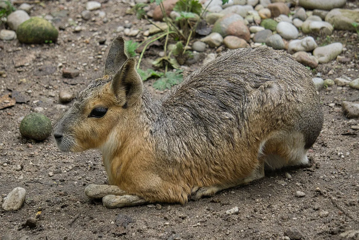 Elmvale Jungle Zoo