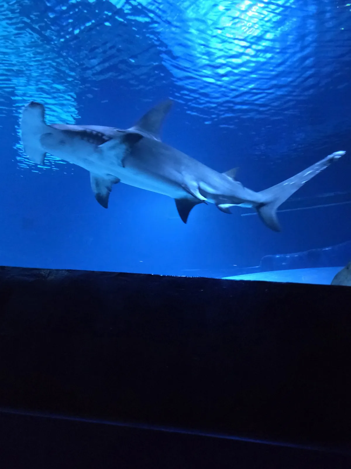 Georgia Aquarium