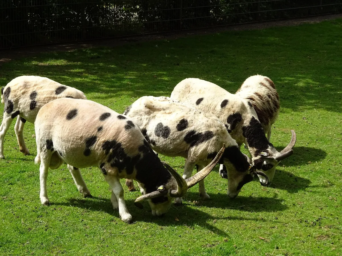 Tiergarten Kleve