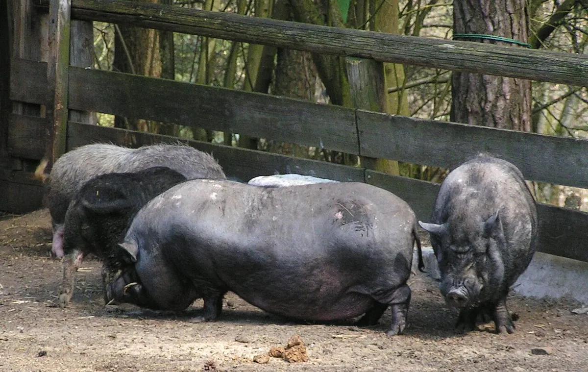 Vogelpark Abensberg