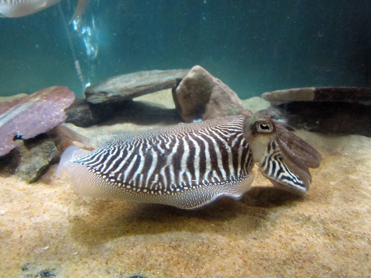 Anglesey Sea Zoo