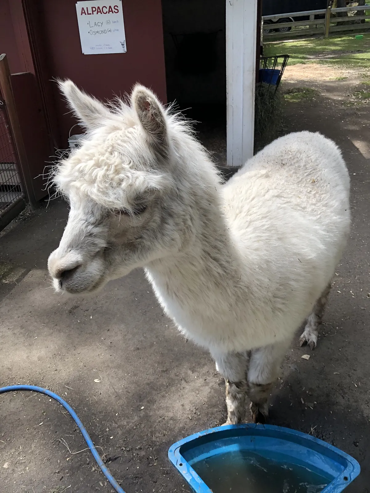 Beacon Hill Children's Farm
