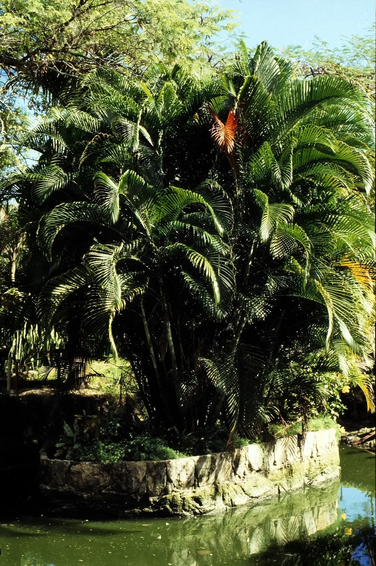 Ardastra Gardens, Zoo and Conservation Centre