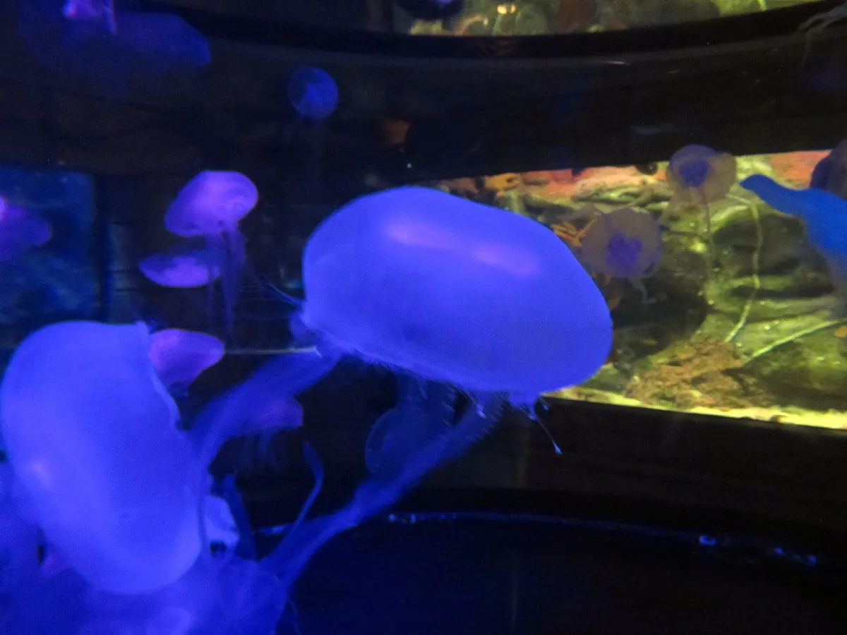 Shark Reef Aquarium at Mandalay Bay