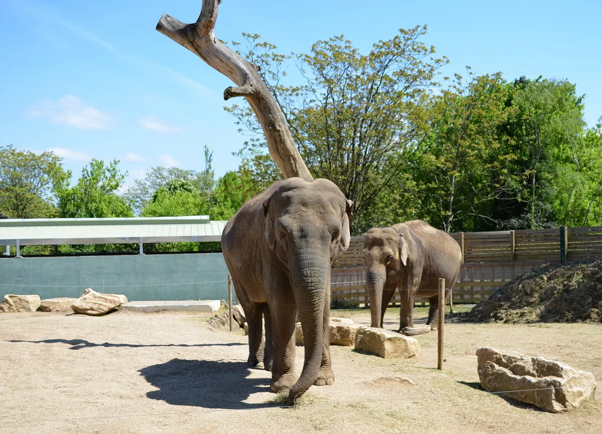 Touroparc Zoo