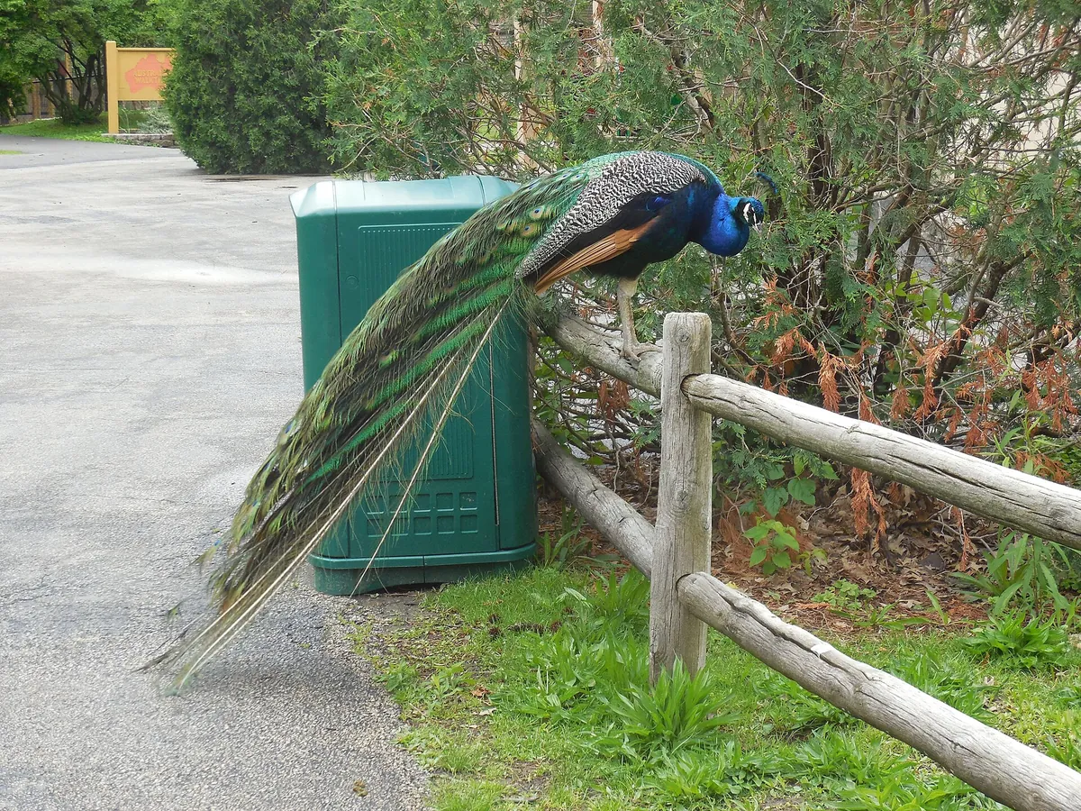 Henson Robinson Zoo