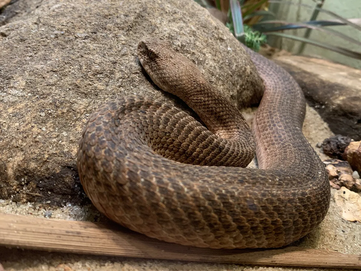 Bronx Zoo