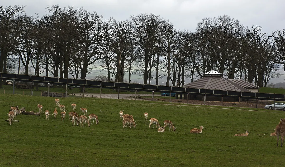 Knowsley Safari