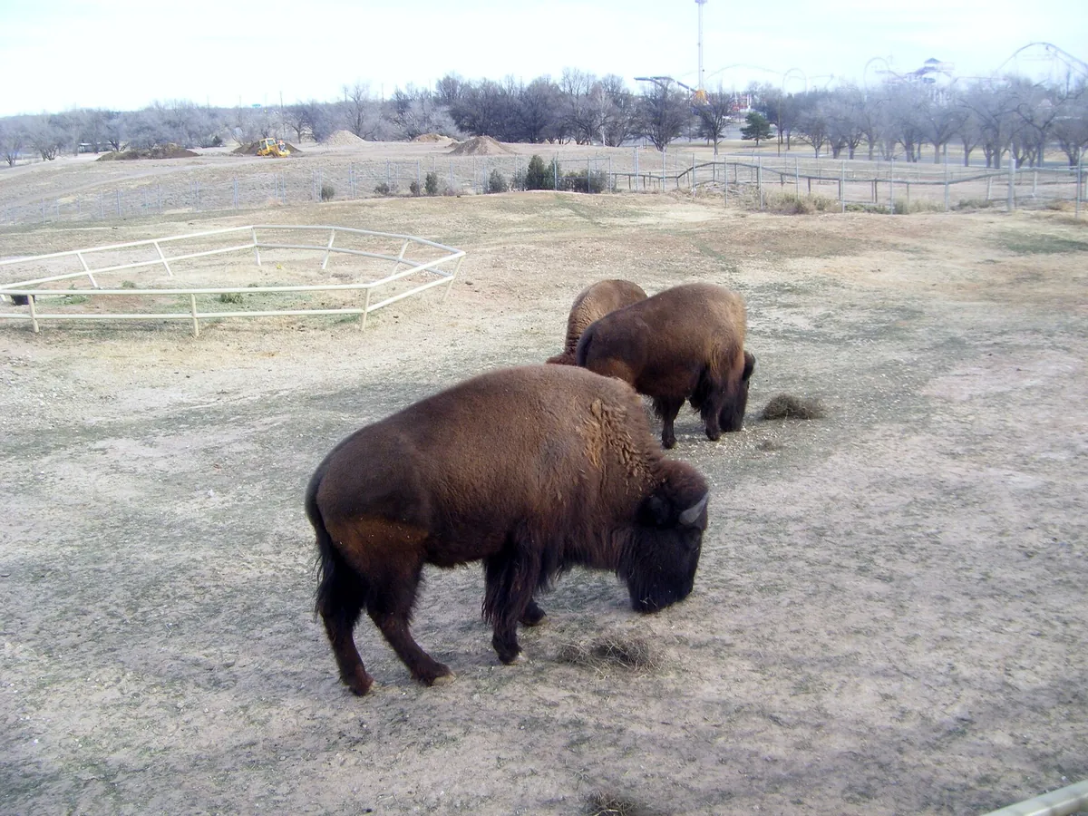 Amarillo Zoo