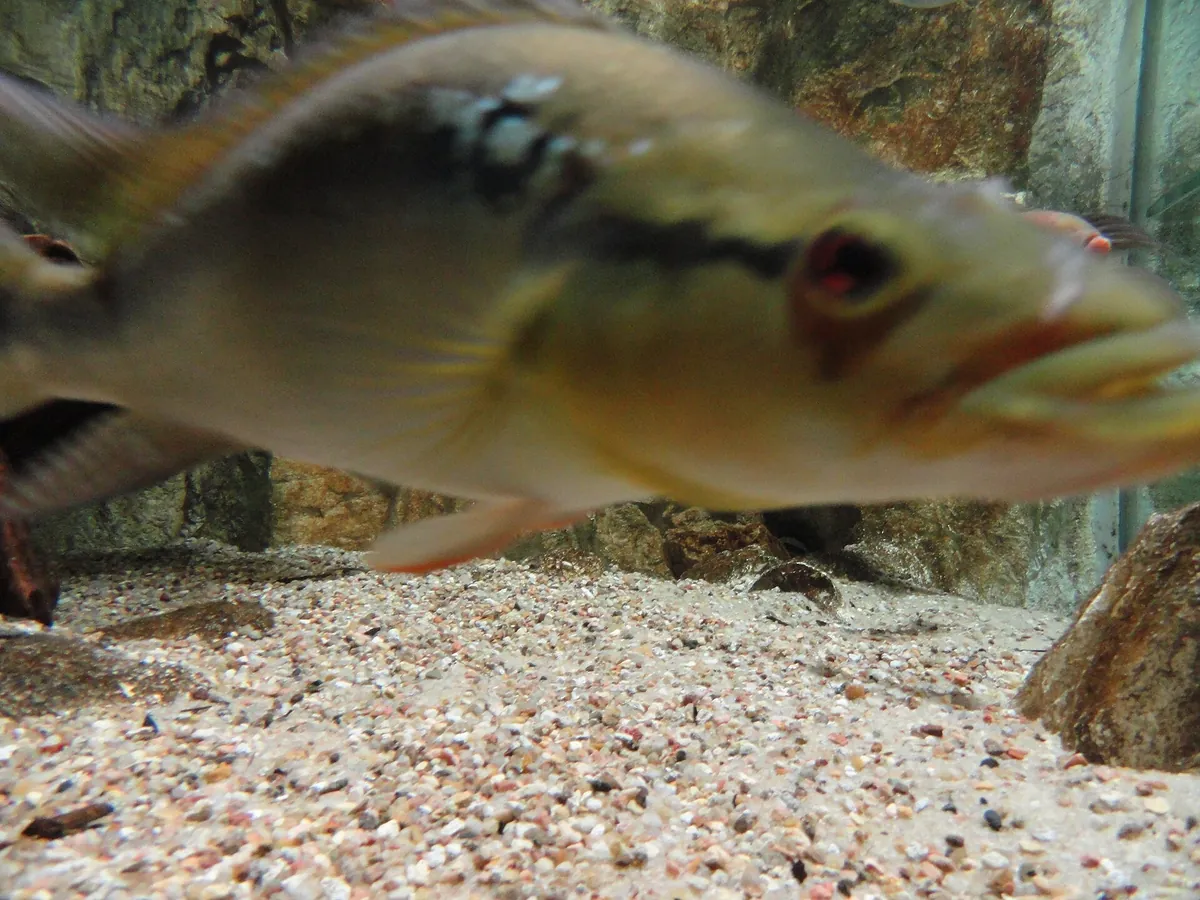 Aquarium du Limousin