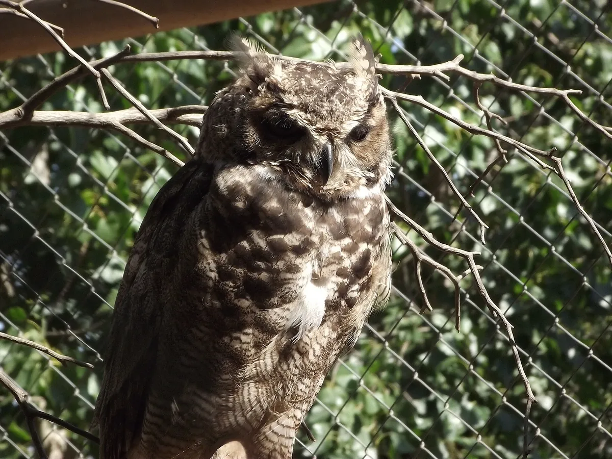 Zoológico de Quilpué