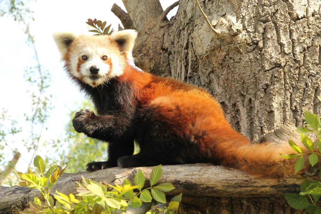 Woodside Wildlife Park