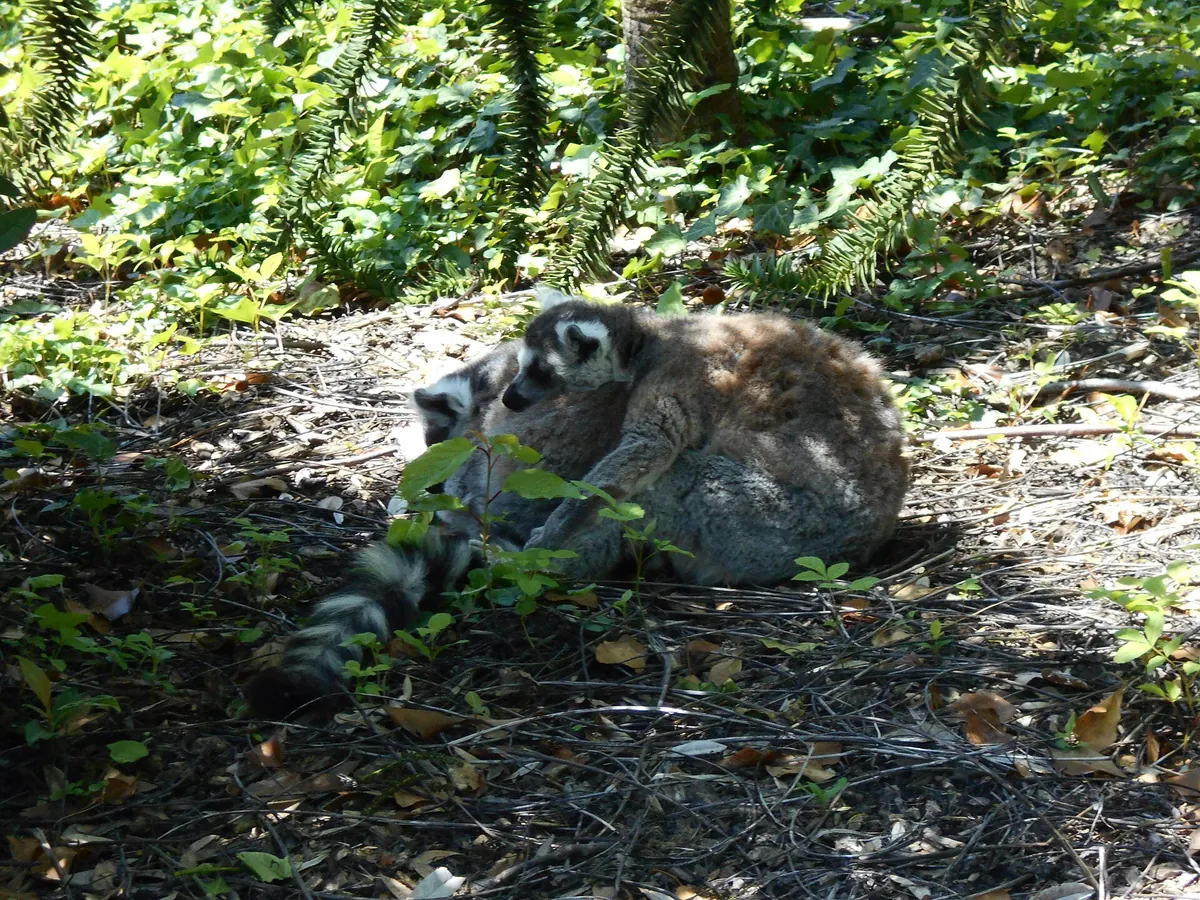 Parc zoologique de Champrepus
