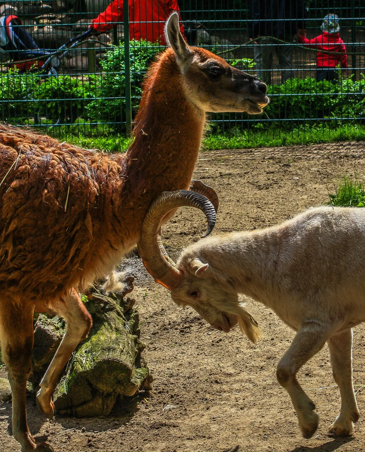 Tierpark Angermünde