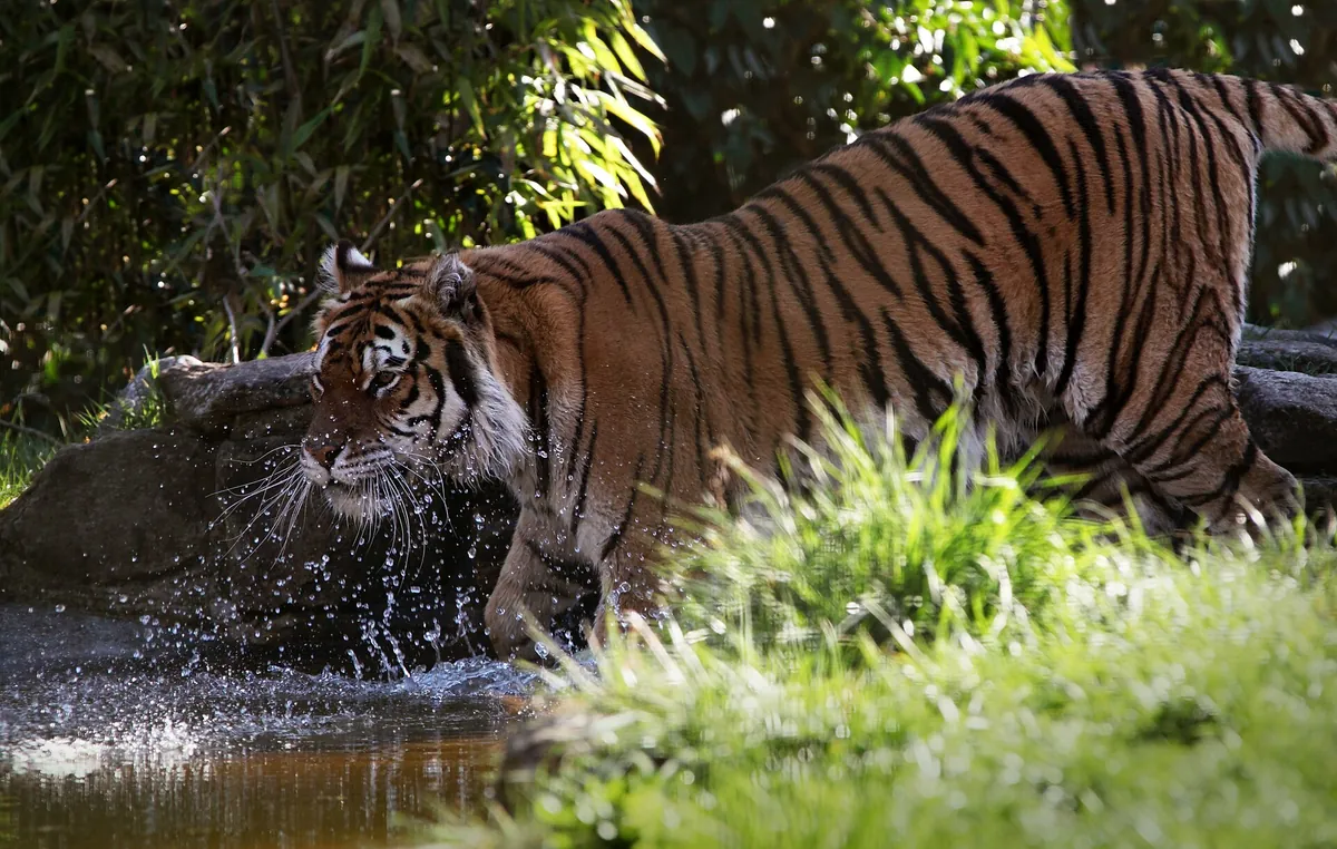 Hertfordshire Zoo