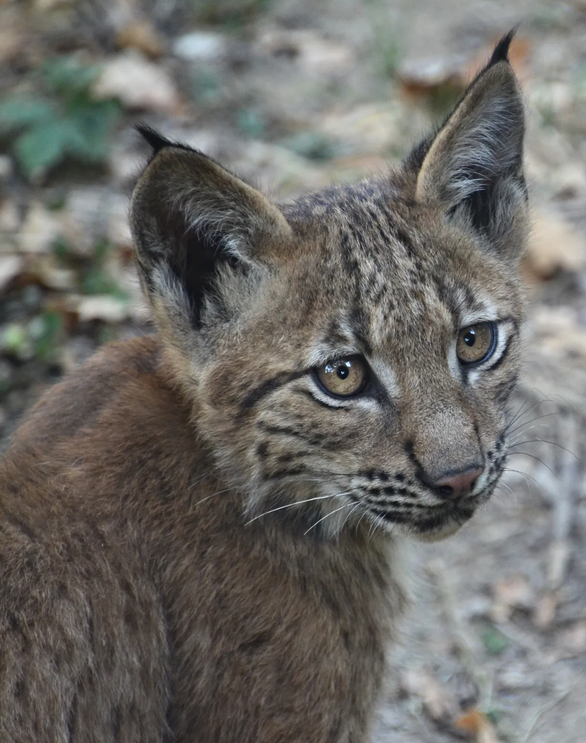 Safari de Peaugres