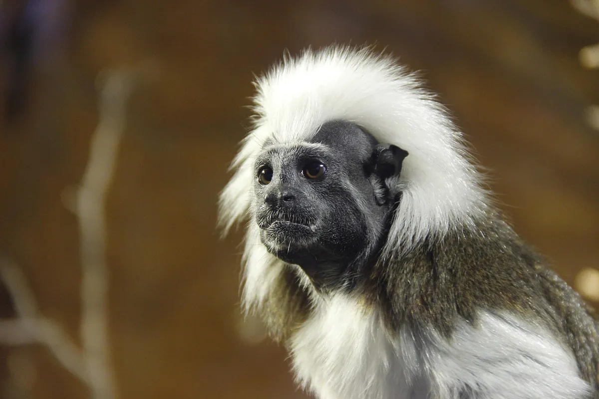 Zoo Hluboká