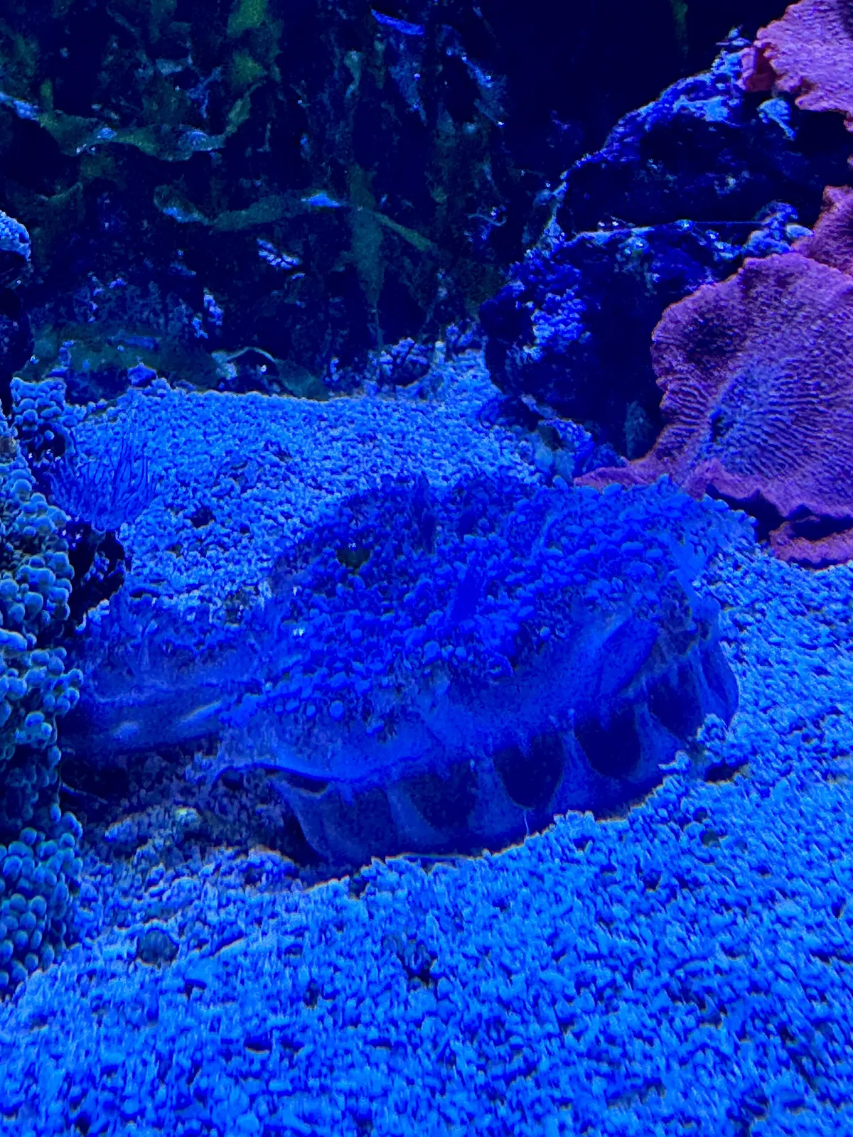 John G. Shedd Aquarium