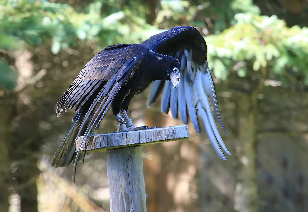 Parc Omega