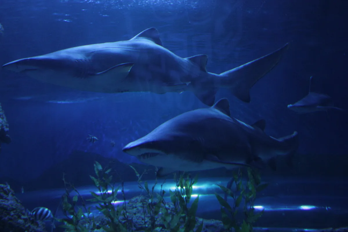 Aquarium of Western Australia