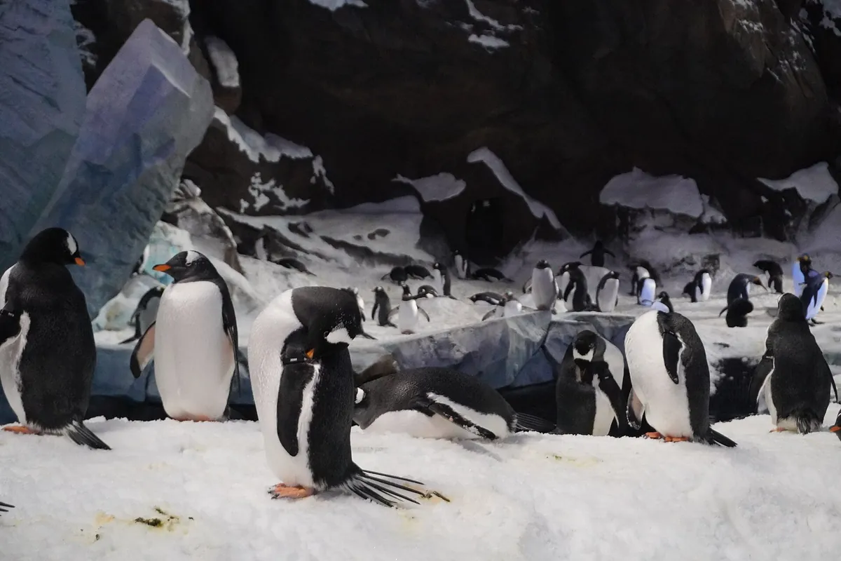 SeaWorld Abu Dhabi