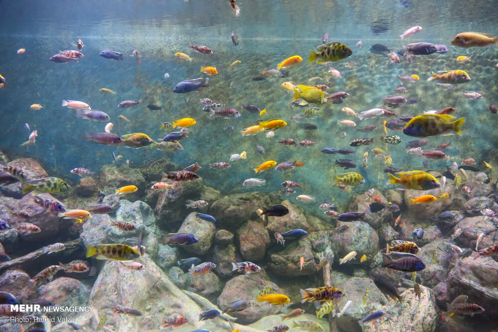 Isfahan Aquarium