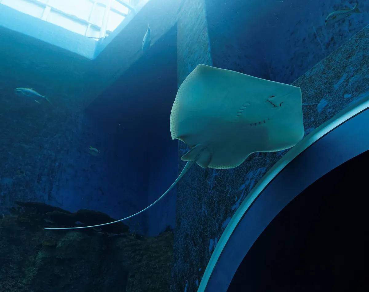 Singapore Oceanarium