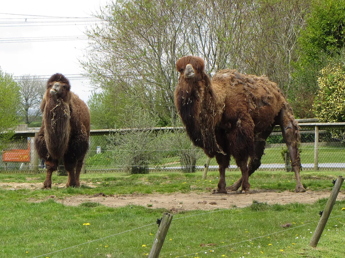 Folly Farm