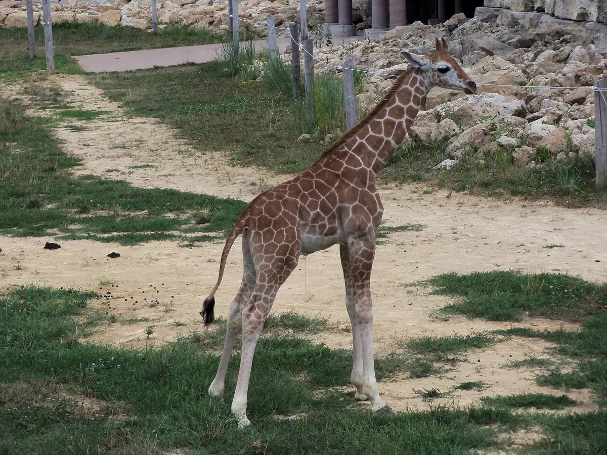 Niabi Zoo