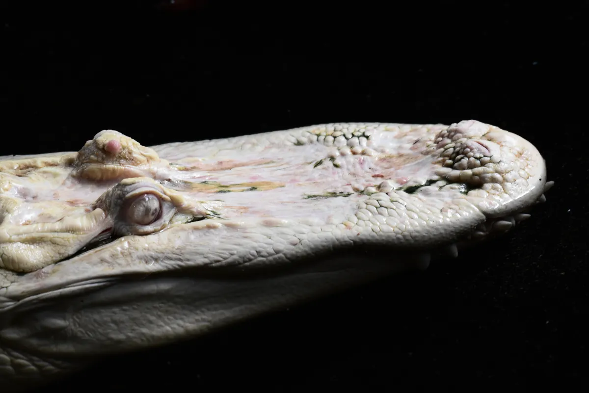 St. Augustine Alligator Farm