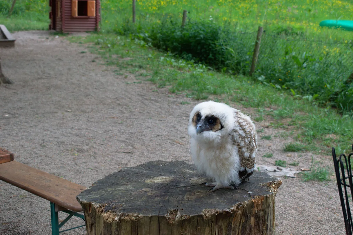 Greifvogelpark Saarburg