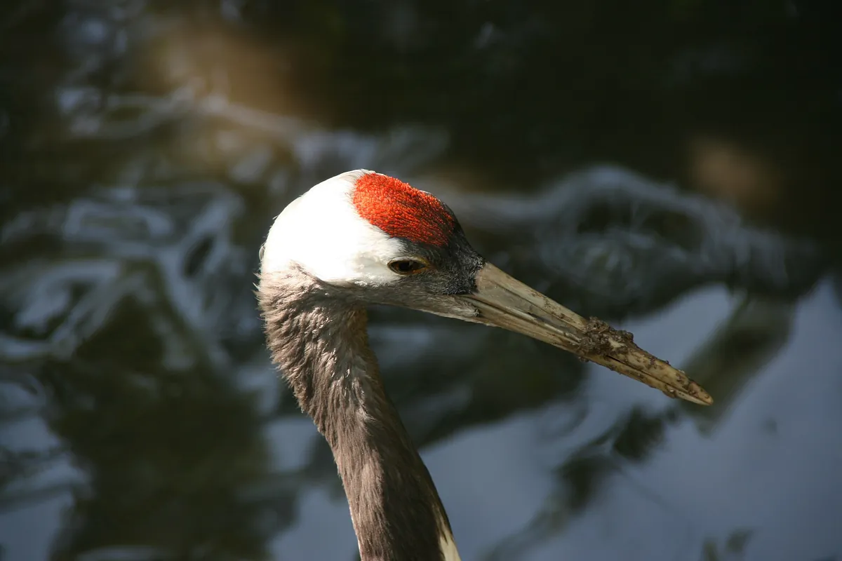 Zoo Schmiding