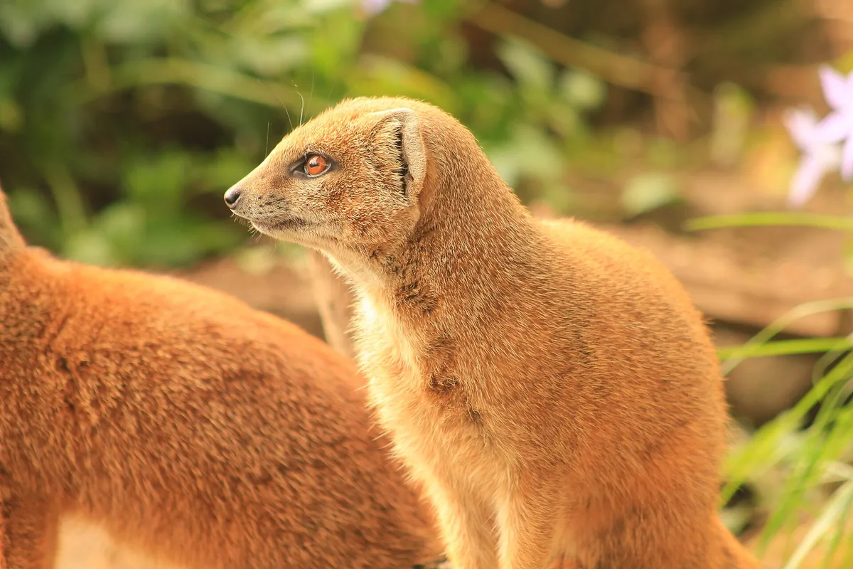Newquay Zoo