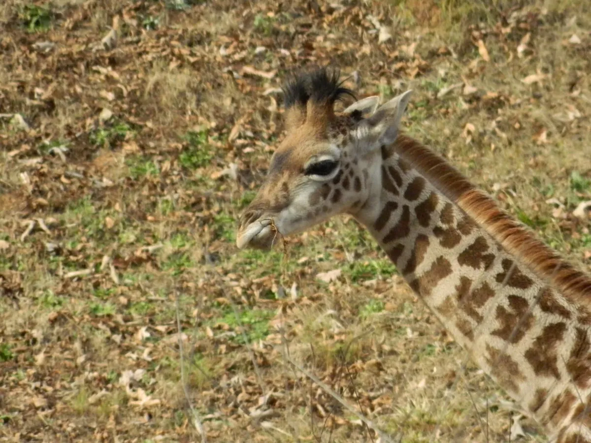 Greenville Zoo