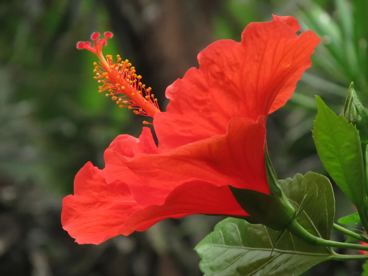 Berkenhof 's Tropical Zoo & Vlindertuin