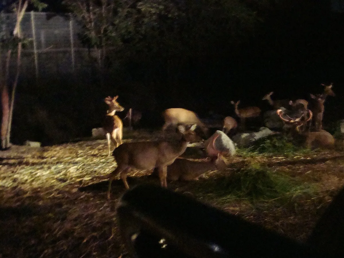 Chiang Mai Night Safari