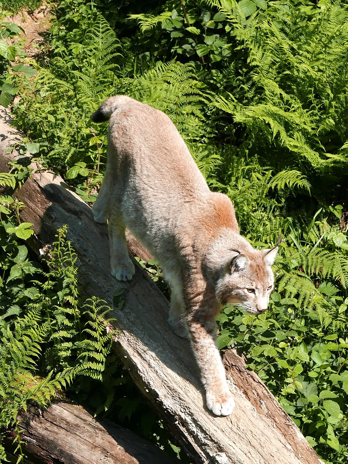 Schwarzwaldzoo Waldkirch